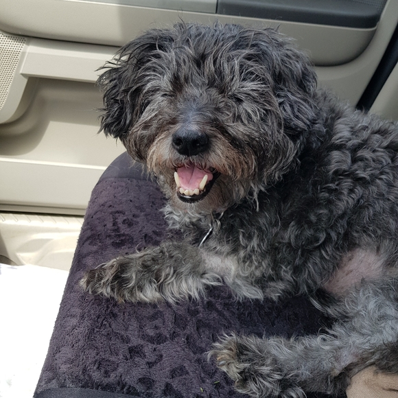 Meet your Posher, Beth - Picture 2 of 4